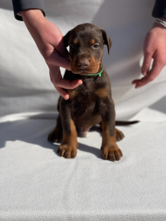 Doberman štenci