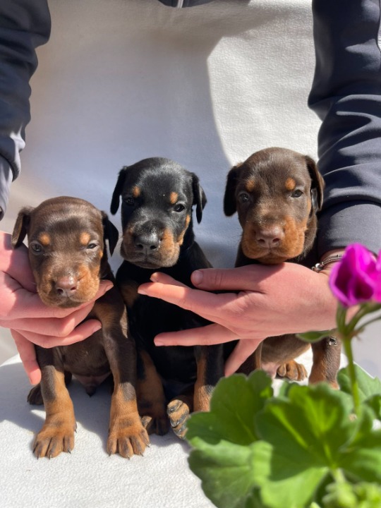 Doberman štenci