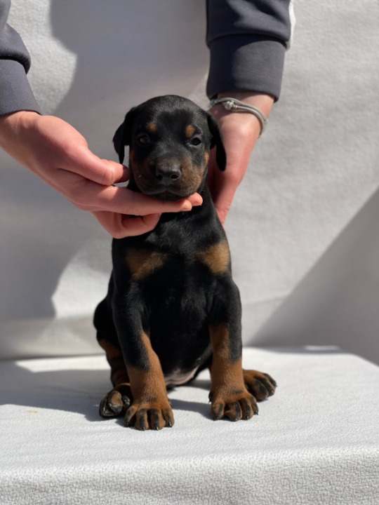 Doberman štenci