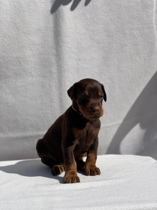 Doberman štenci