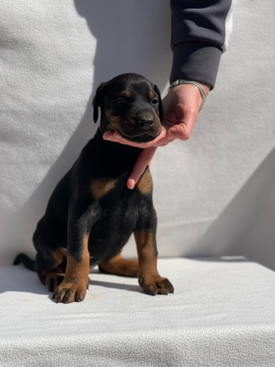 Doberman štenci