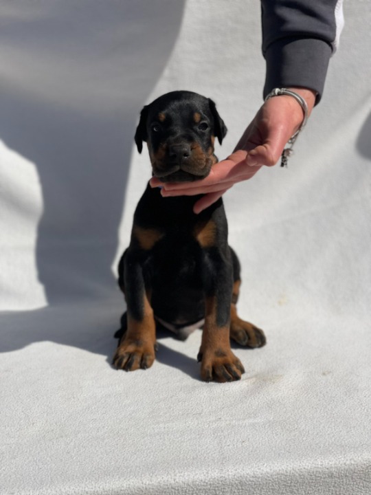 Doberman štenci
