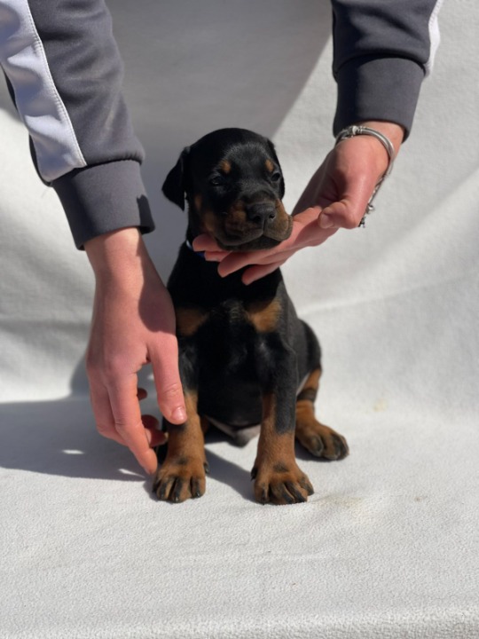 Doberman štenci