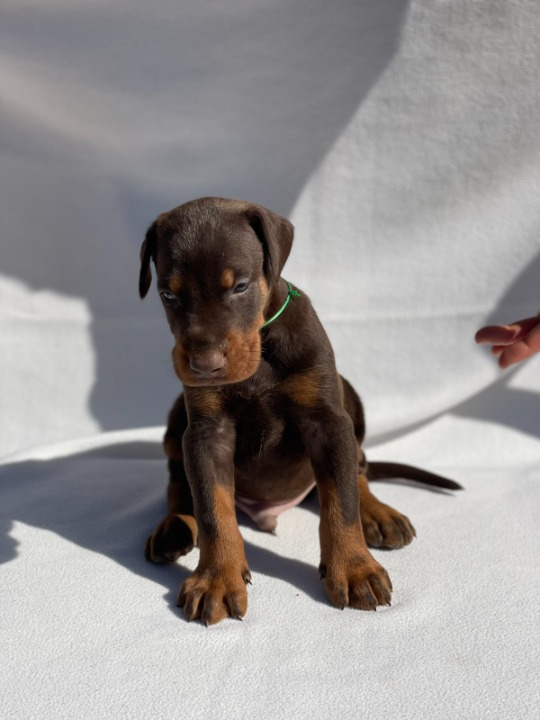 Doberman štenci