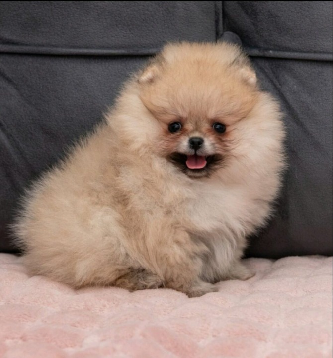 Pomeranac PRELEPI štenci