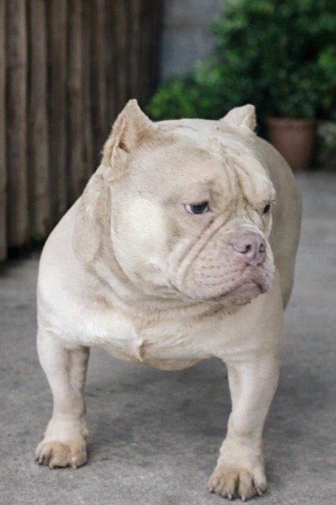 American Bully Ženka je stara 13 meseci, vrhunskog, izuzetnog porekla   