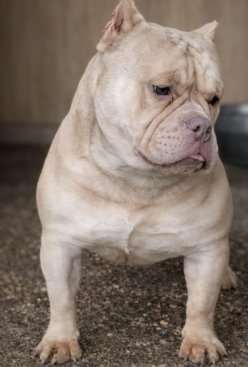 American Bully Ženka je stara 13 meseci, vrhunskog, izuzetnog porekla   