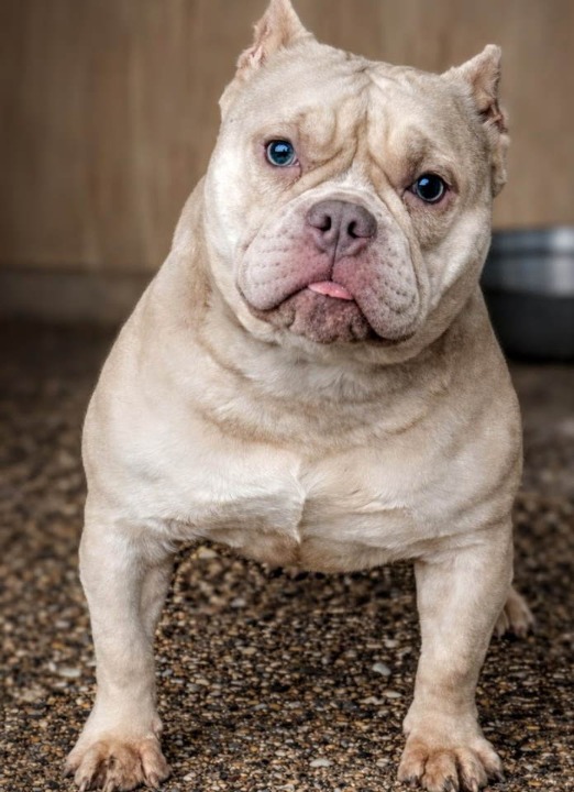 American Bully Ženka je stara 13 meseci, vrhunskog, izuzetnog porekla   