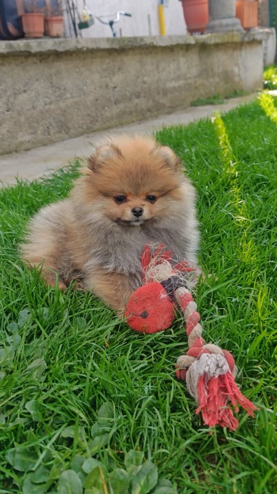 Pomeranac PRELEPI štenci