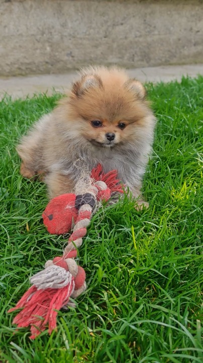 Pomeranac PRELEPI štenci