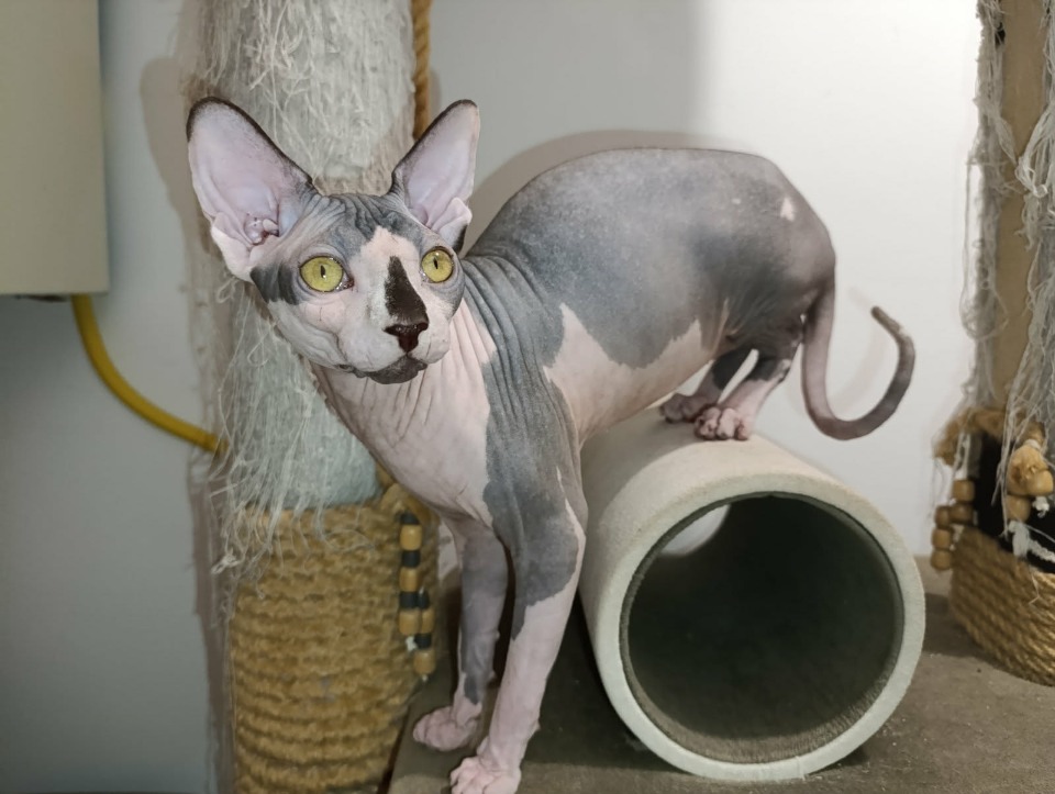 Mačak SPHYNX dostupan za parenje