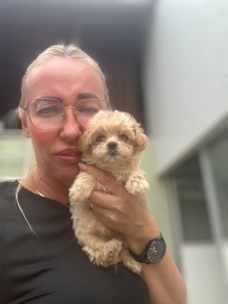 Maltipoo vrhunske genetike 
