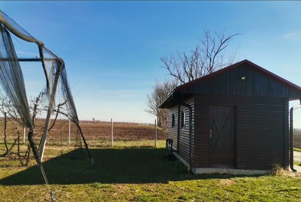 Voćnjak trešnje u punom rodu, 1.5 Ha, Srbobran