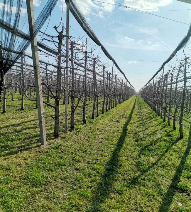 Voćnjak trešnje u punom rodu, 1.5 Ha, Srbobran
