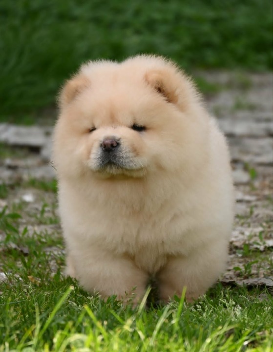 Chow Chow Čau Čau štenci