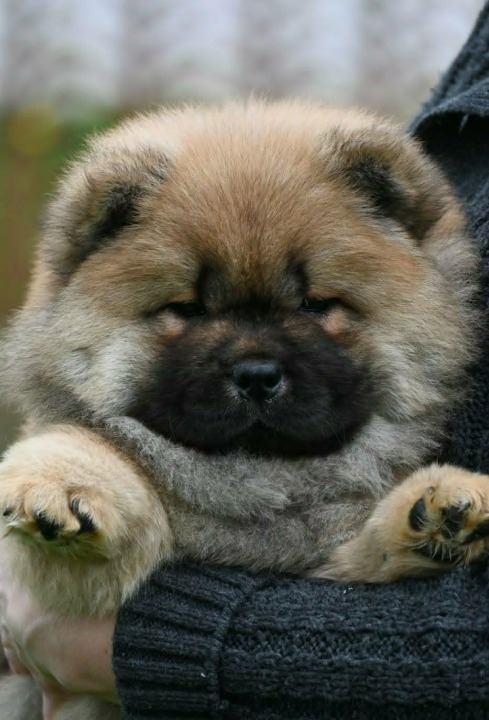 Chow Chow Čau Čau štenci