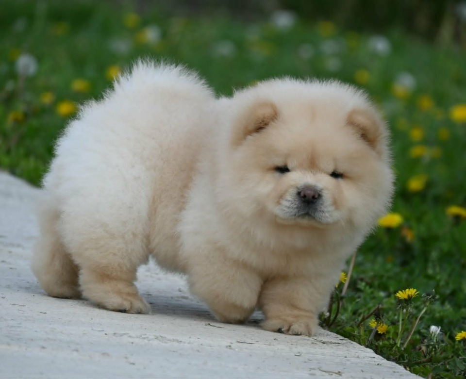 Chow Chow Čau Čau štenci