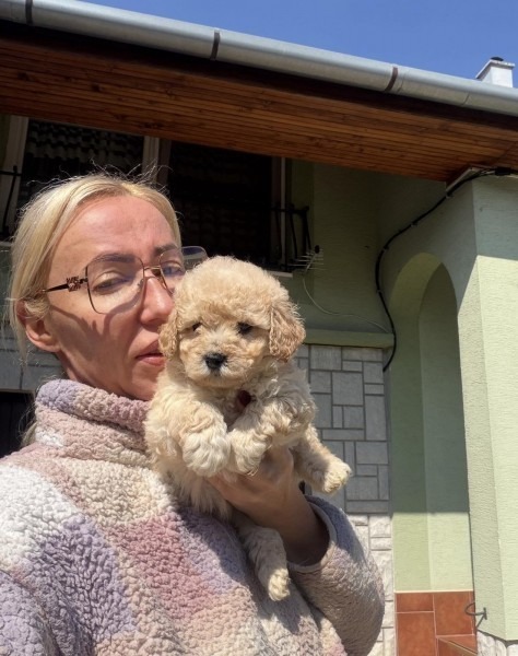 Maltipoo vrhunske genetike