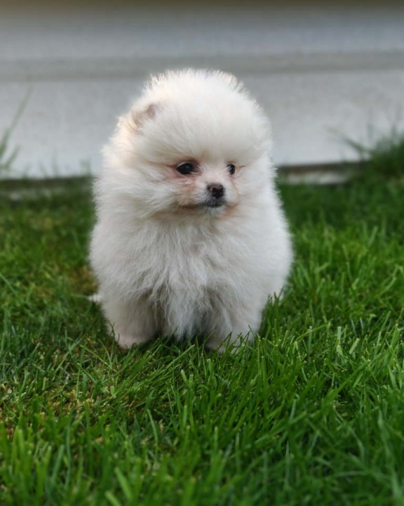 Pomeranski spic  