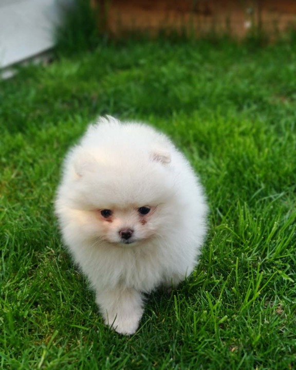 Pomeranski spic  