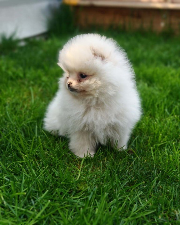 Pomeranski spic  