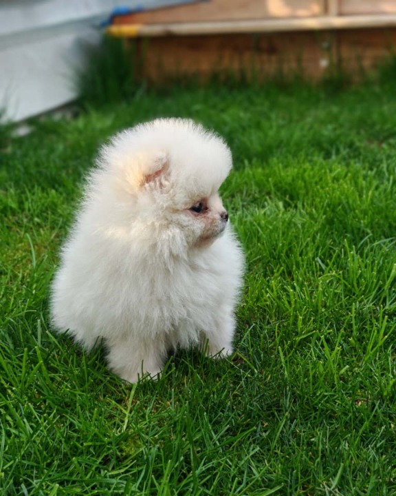 Pomeranski spic  