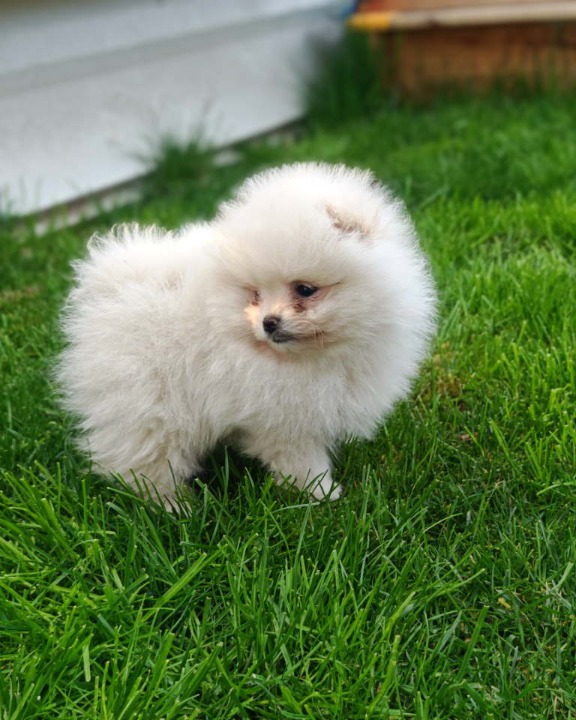 Pomeranski spic  