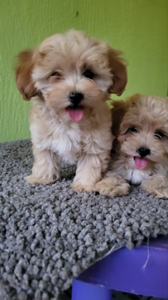 Maltipoo stenci
