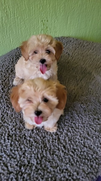 Maltipoo stenci