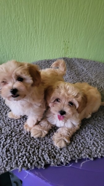 Maltipoo stenci