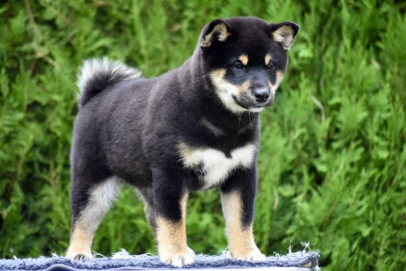 Shiba Inu / Šiba inu, štenci