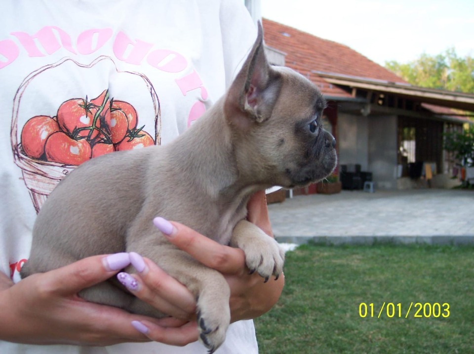 Francuski buldog štenci egzotičnih boja