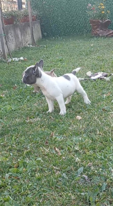 Francuski buldog štenci egzotičnih boja