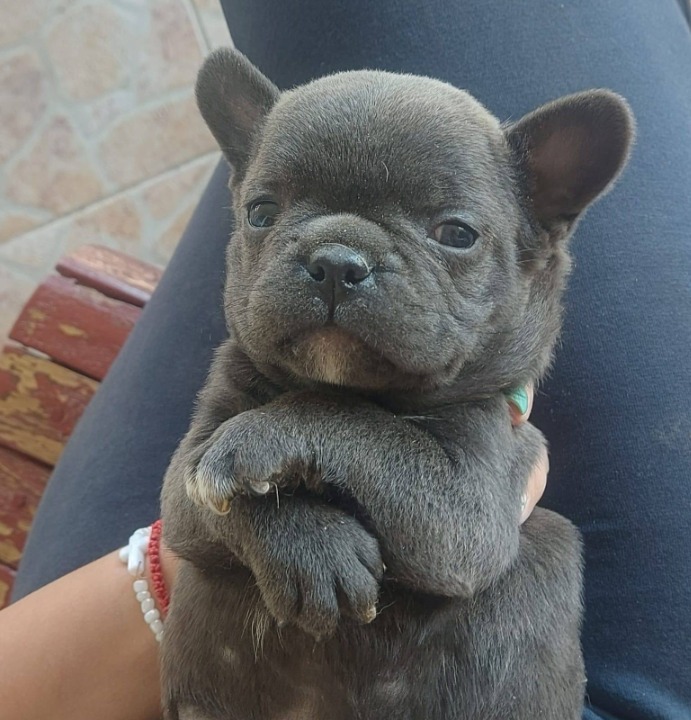 Francuski buldog štenci egzotičnih boja