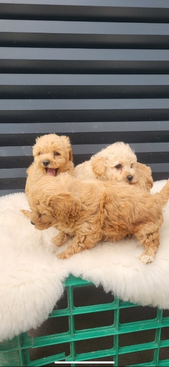 Maltipoo- bipoo