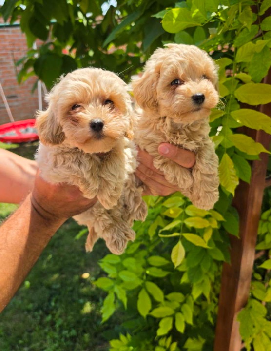 Maltipoo stenci spremni su za preuzimanje 