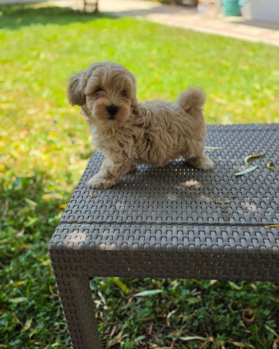 Maltipoo stenci spremni su za preuzimanje 