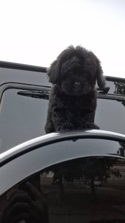 Pudle i maltipoo, prelepi štenci