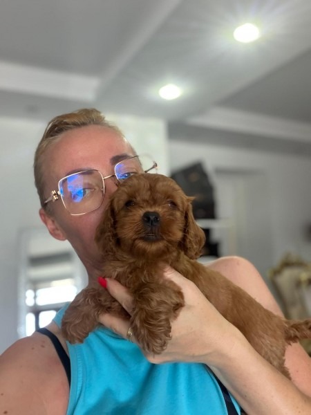 GOLDENDOODLE stenci