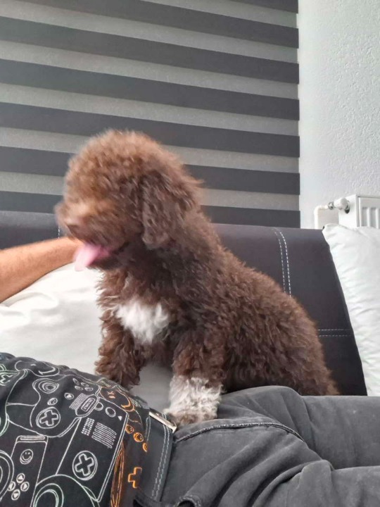 Lagotto Romagnolo – rezervacija stenaca  