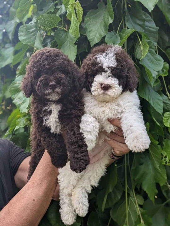 Lagotto Romagnolo – rezervacija stenaca  