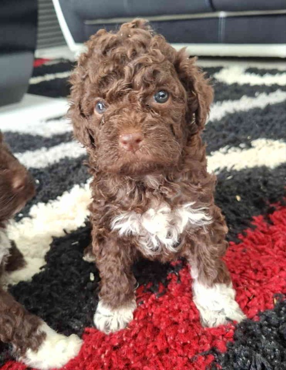 Lagotto Romagnolo – rezervacija stenaca  