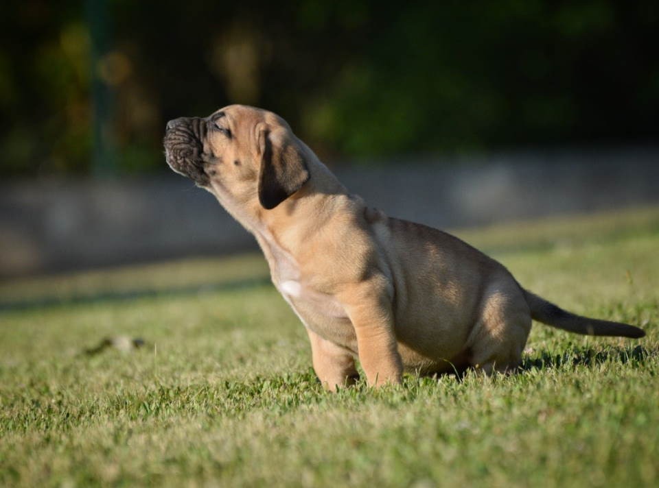 Na prodaju stenci Presa Canario izuzetnih krvnih linija 
