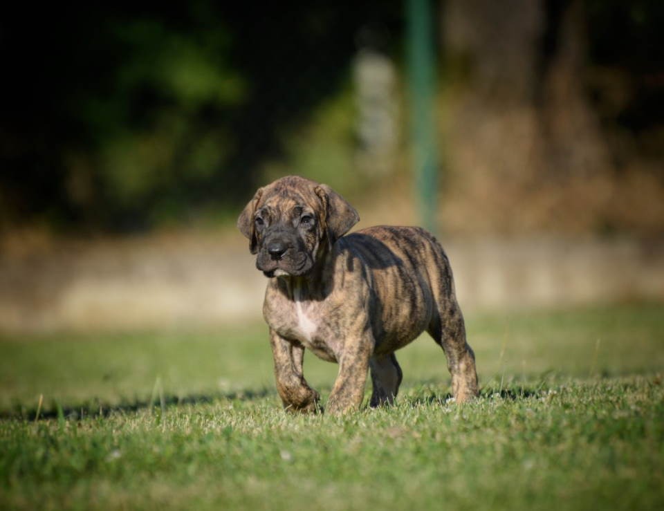 Na prodaju stenci Presa Canario izuzetnih krvnih linija 
