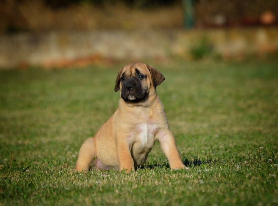 Na prodaju stenci Presa Canario izuzetnih krvnih linija 