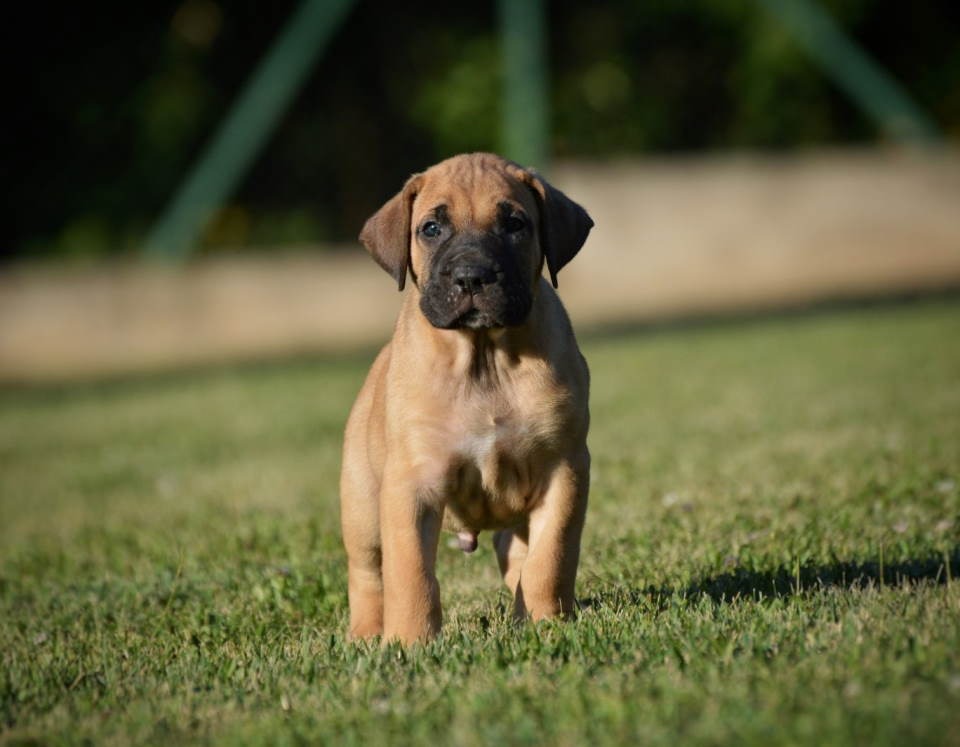 Na prodaju stenci Presa Canario izuzetnih krvnih linija 
