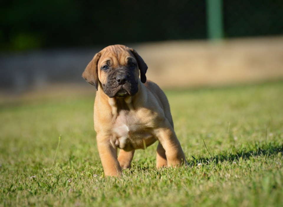 Na prodaju stenci Presa Canario izuzetnih krvnih linija 