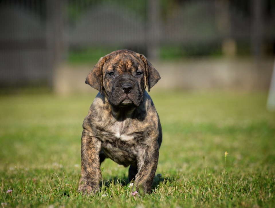 Na prodaju stenci Presa Canario izuzetnih krvnih linija 