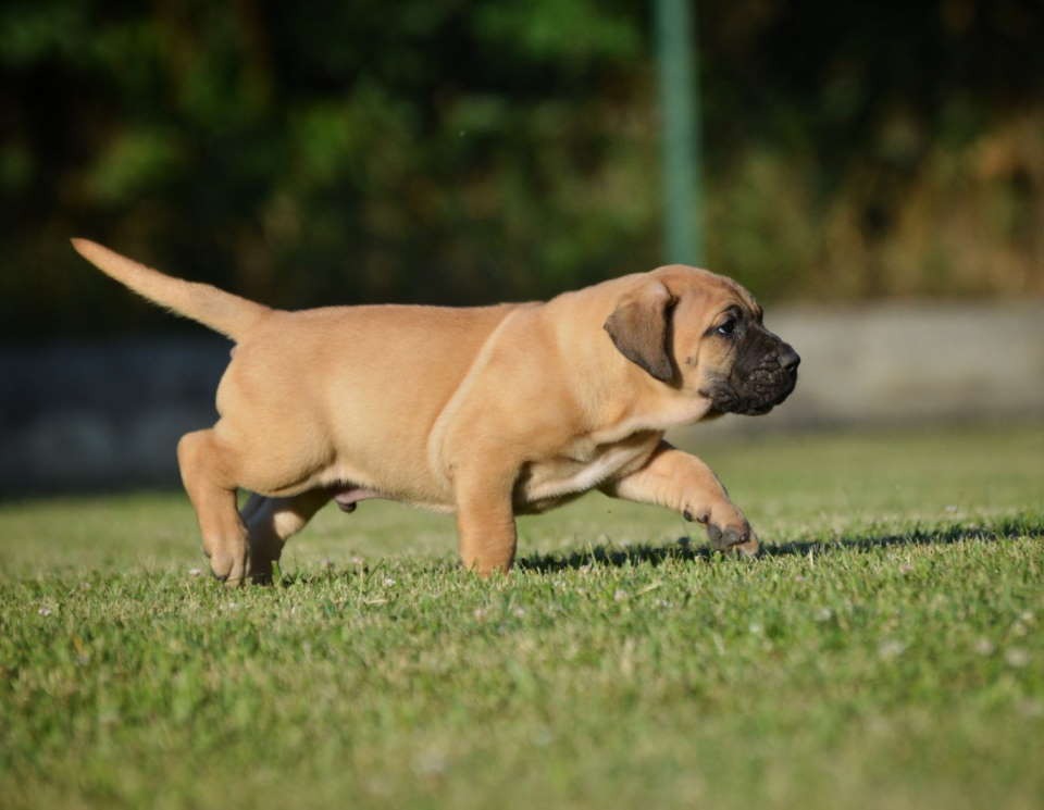 Na prodaju stenci Presa Canario izuzetnih krvnih linija 
