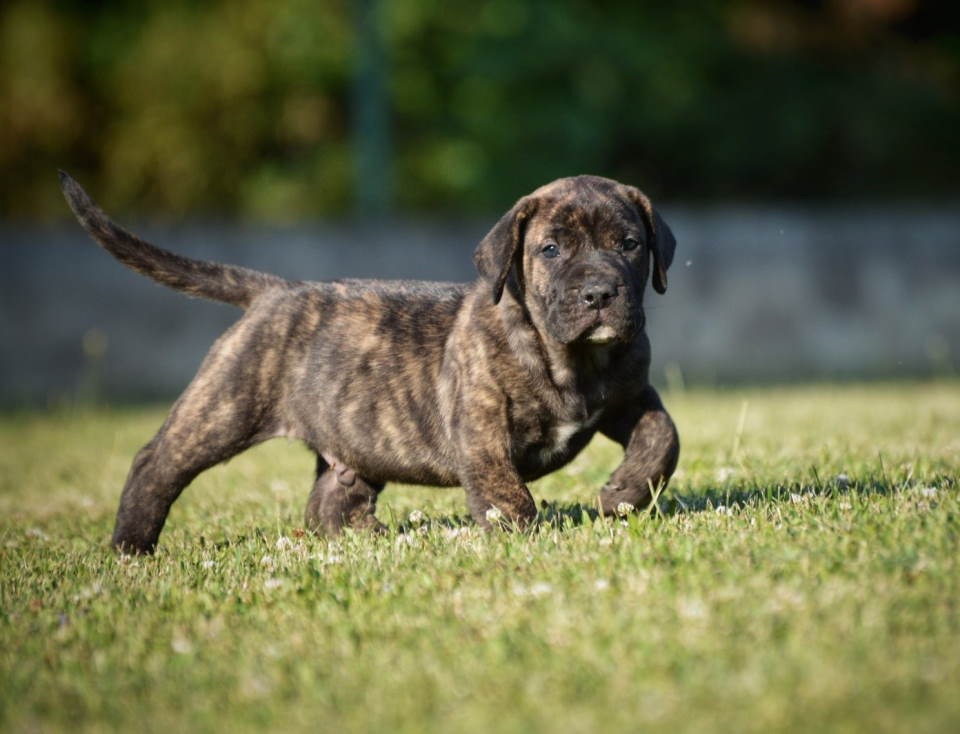 Na prodaju stenci Presa Canario izuzetnih krvnih linija 